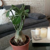 Предлагам за продажба едри сортови Адениуми, снимка 4 - Стайни растения - 41551969