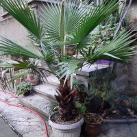 Продавам палма "Вашингтония", "Вашингтон", снимка 6 - Стайни растения - 38726415