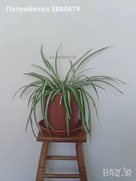 красиво стайно растение, снимка 1