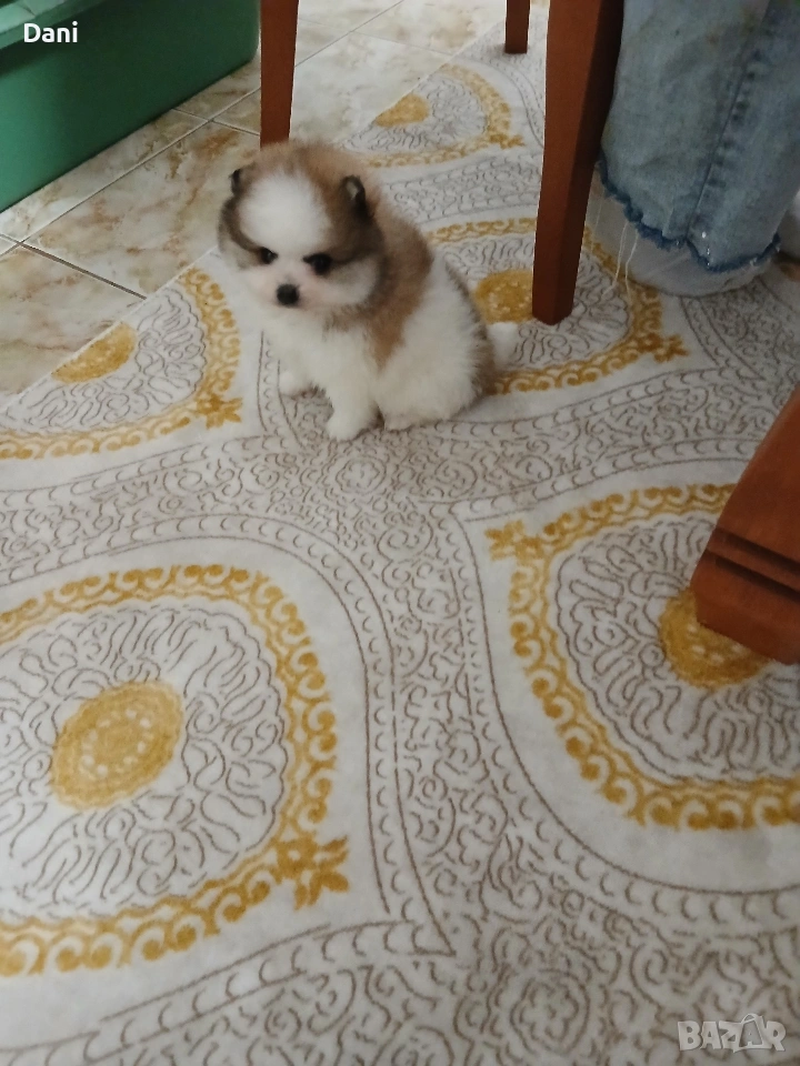 Mini Pomeran, снимка 1