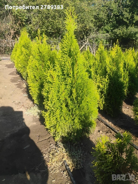 Туя смарагд , глобоза , западна , снимка 1