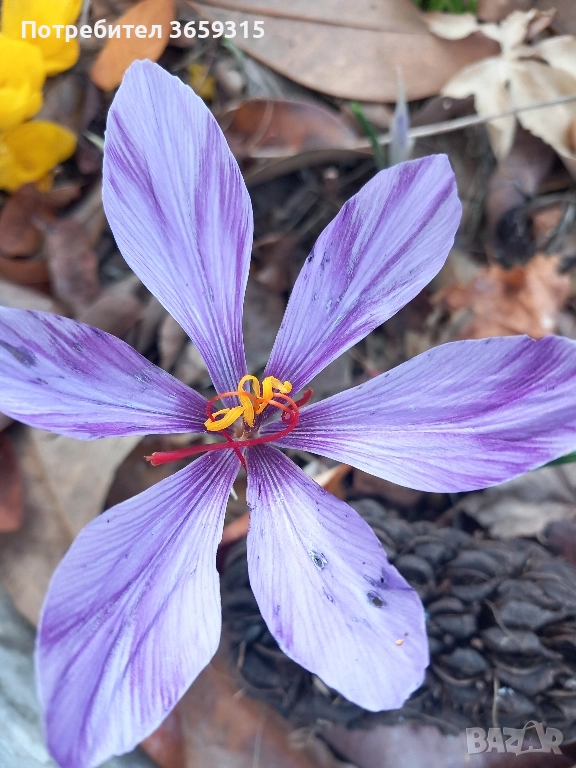 Шафран, снимка 1