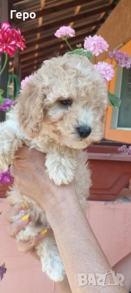 пудели лятна промоция , снимка 1