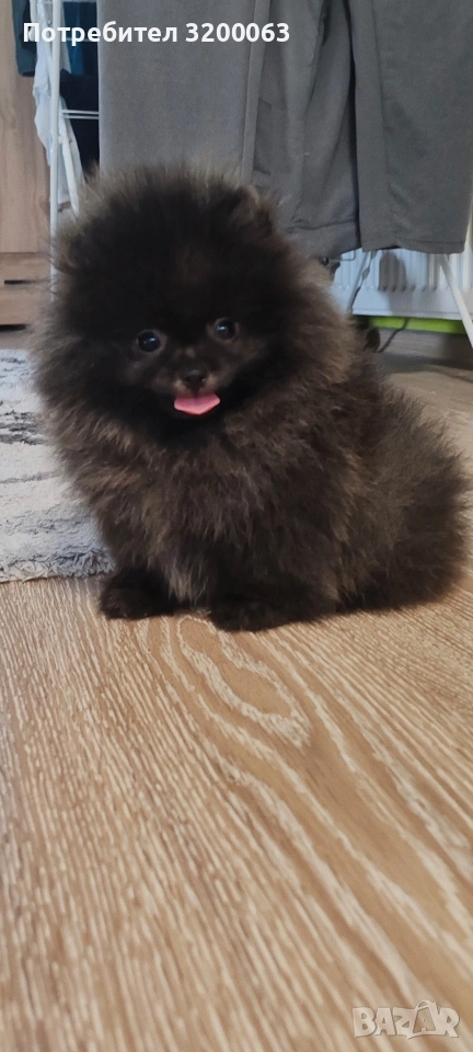 Померан мини мъжки., снимка 1