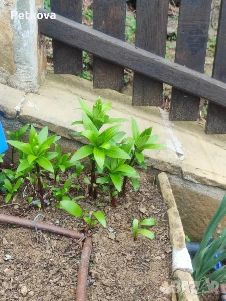 Лилиум-оранжев, снимка 1