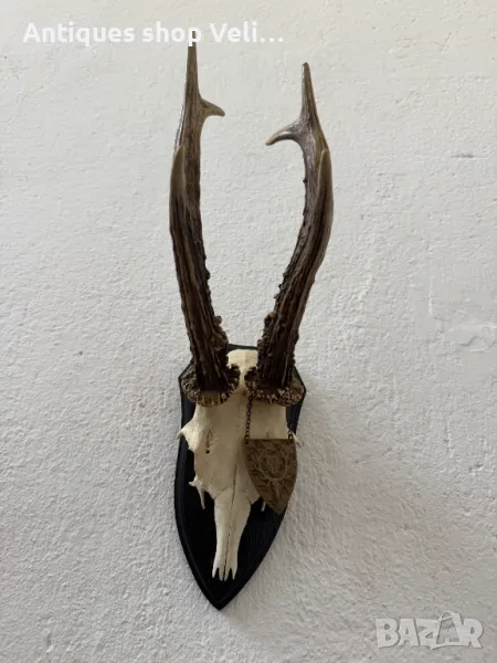 Трофей от сръндак №6824, снимка 1