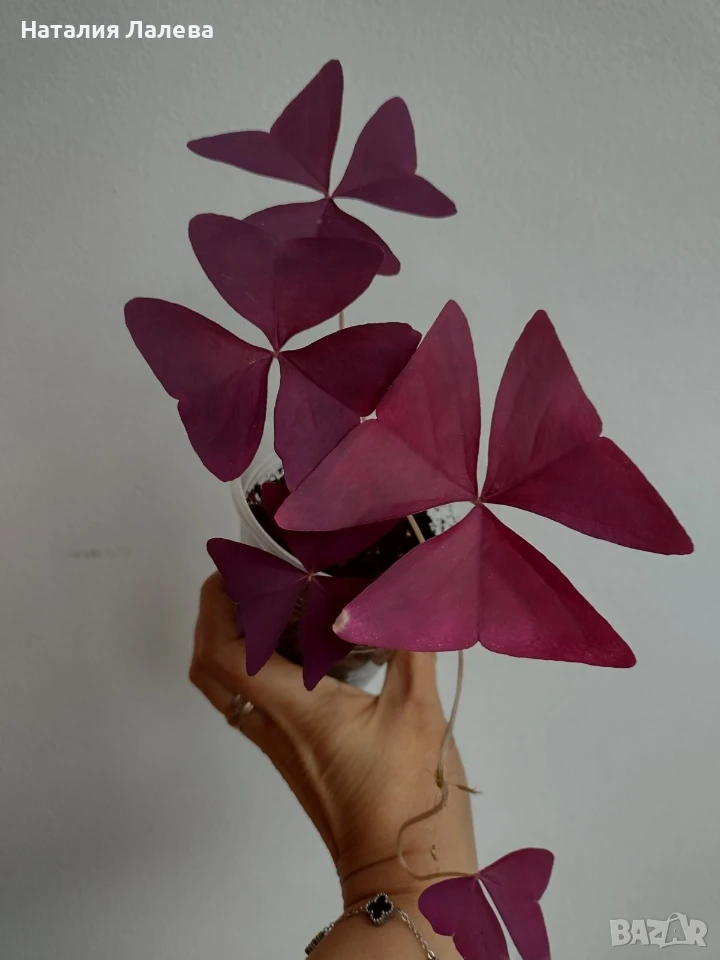 Оксалис, oxalis Mijke, снимка 1