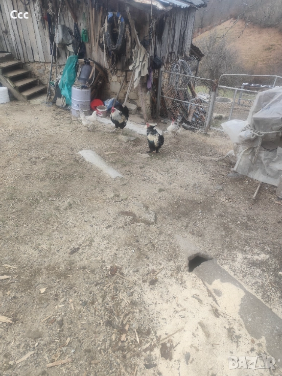 Петли дългопейци, снимка 1