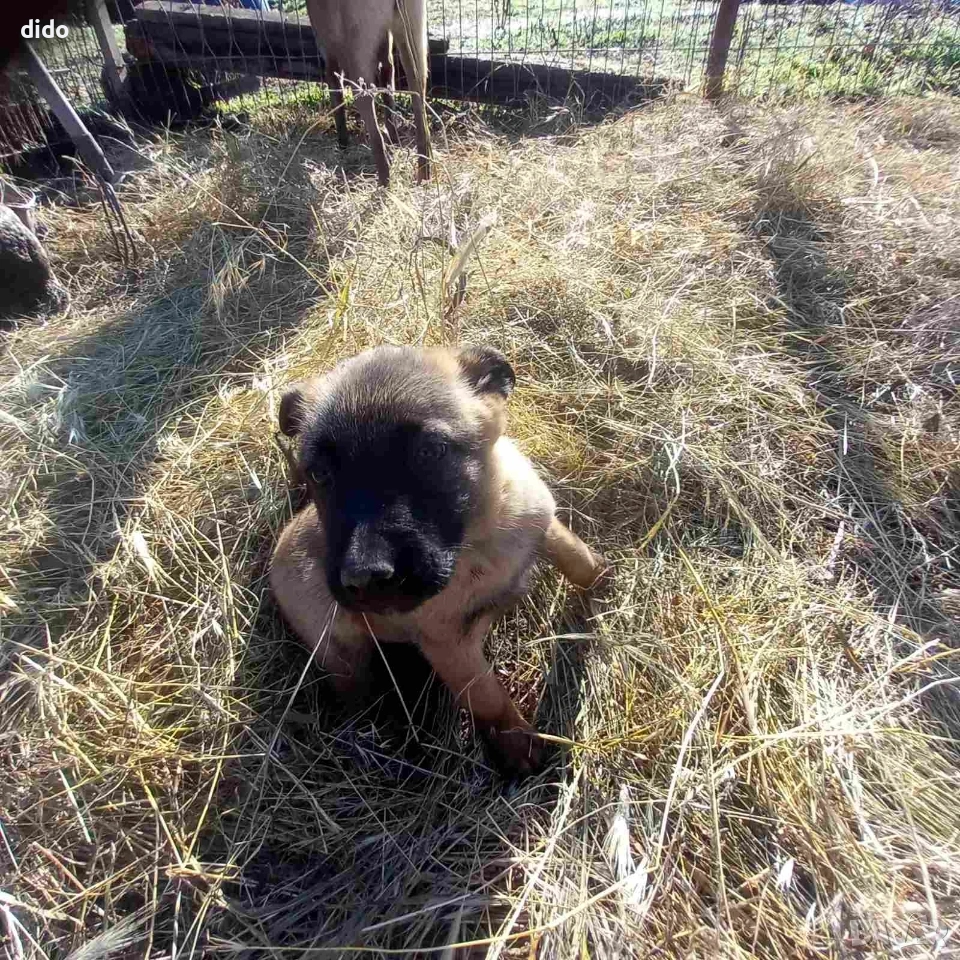 Продавам белгийски овчарки/малиноа, снимка 1