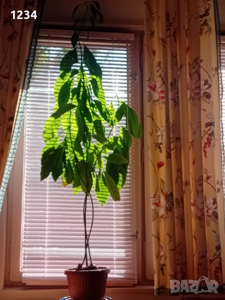 Авокадо 3 броя в саксия 120 см., снимка 1