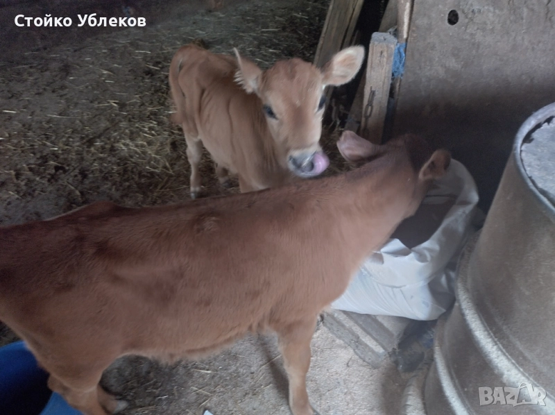 Мъжки червени телета кръстоска,с,,,Абърдийн,,на,два,месеца., снимка 1