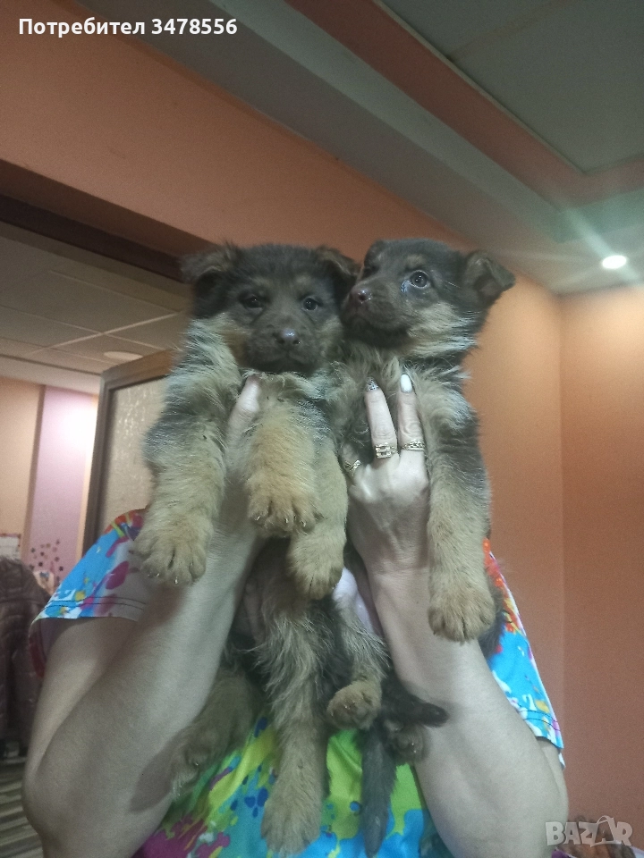 Немска овчарка , снимка 1