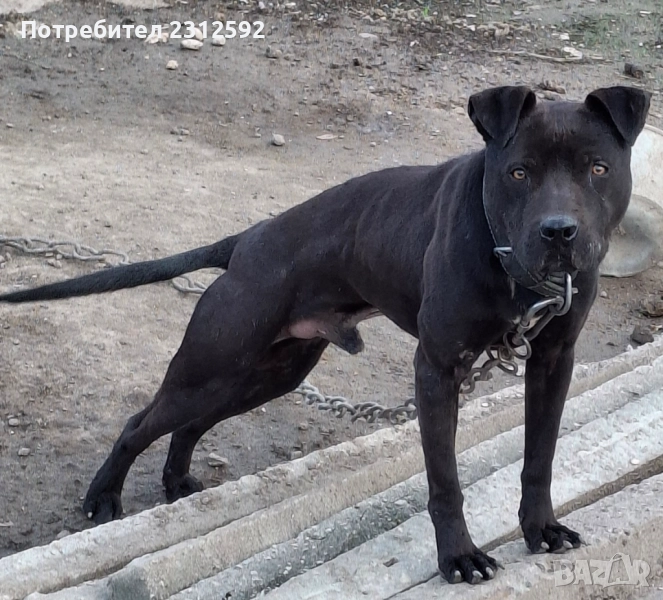 Продава се мъжки питбул!, снимка 1