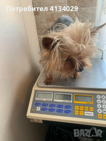 Супер мини Йорки мъжки 1,5 кг, снимка 8 - Йоркширски териер - 53228272