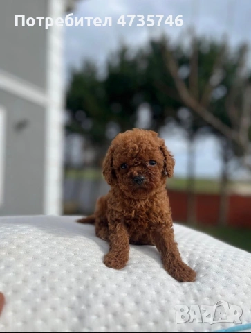 Той Пуделчета на 60 дни/ мъжки