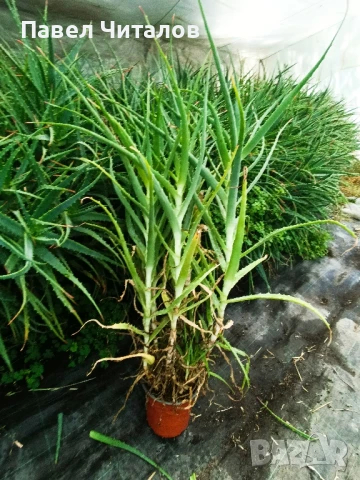 Лечебно Алое Вера в саксия, снимка 2 - Стайни растения - 50588661