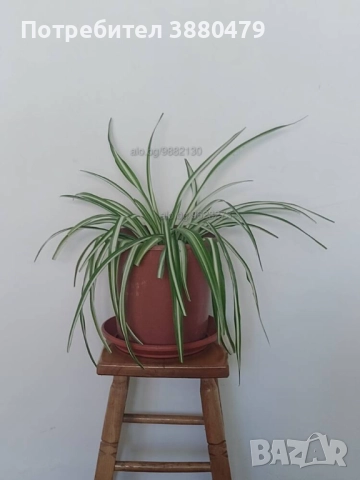 красиво стайно растение