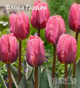 Луковици ЛАЛЕТА в ПАКЕТИ, снимка 16 - Сортови семена и луковици - 55999463
