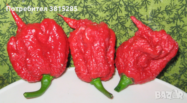 Люти чушки - Carolina Reaper - Каролина Рийпър - Най - лютите чушки в света, снимка 2 - Домашни продукти - 44716784