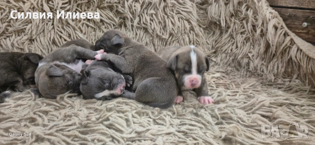 Питбули , снимка 4 - Питбул - 53865863