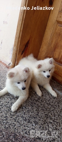 мини шпиц момиченца, снимка 4 - Померан - 53742570