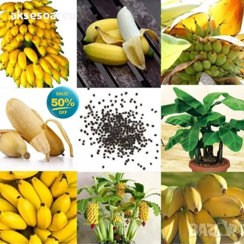 50 бр. Семена от Бонсай бананово дърво екзотични редки плодове палма за декорация на градината, снимка 14 - Сортови семена и луковици - 53258880