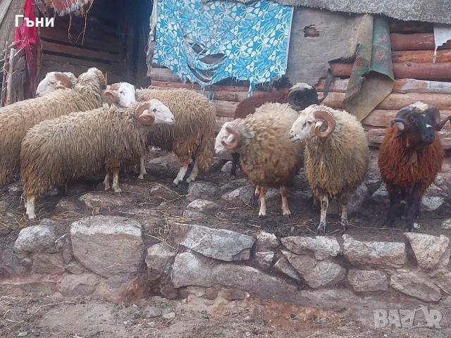 коч кочове овце , снимка 13 - Овце - 53624150