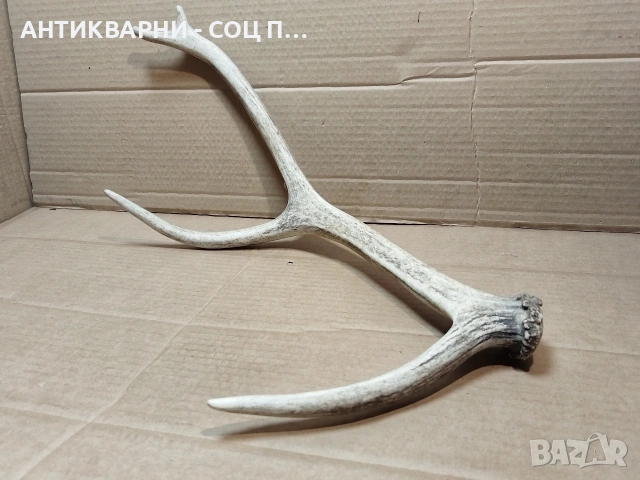 Еленски Рог, Рога. / НОМЕР 1680., снимка 2 - Антикварни и старинни предмети - 53784220