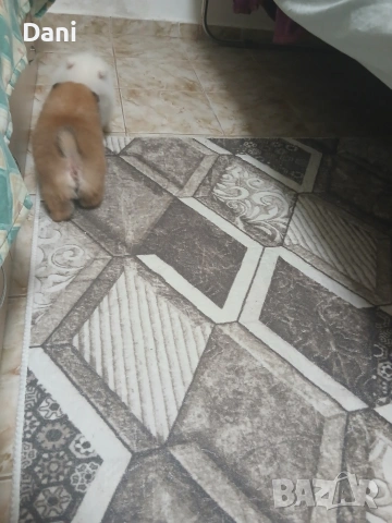 Mini Pomeran, снимка 9 - Померан - 53661268