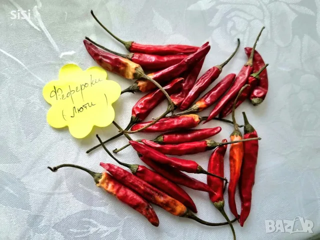 Люти чушлета Феферони за семе