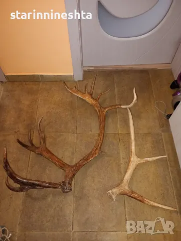 СССР Ретро Винтидж големи стари рога рог елен лос трофей , снимка 2 - Антикварни и старинни предмети - 48664548