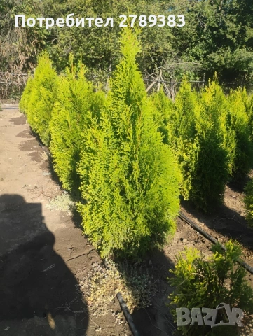 Туя смарагд , глобоза , западна 