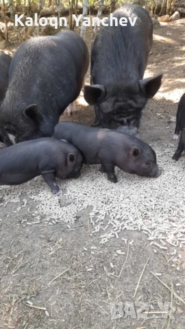 Виетнамски Прасенца, снимка 2 - Прасета - 51314225