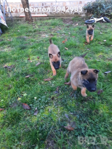 Белгийска овчарка Малиноа , снимка 4 - Белгийска овчарка - 52797025