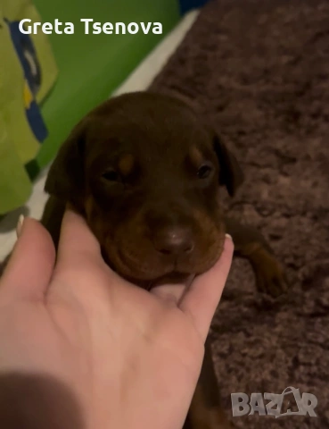 Чистокръвно кафяво доберманче, снимка 9 - Доберман - 53692541