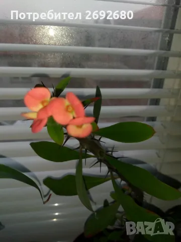 Христов венец/Исусов венец/цени в описанието , снимка 6 - Стайни растения - 48925731