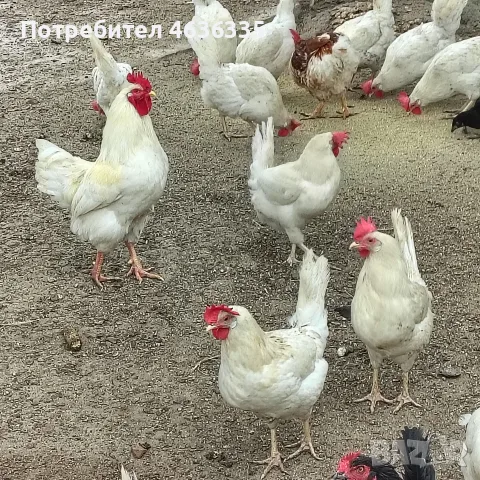 бял легхорн на 10 месеца 