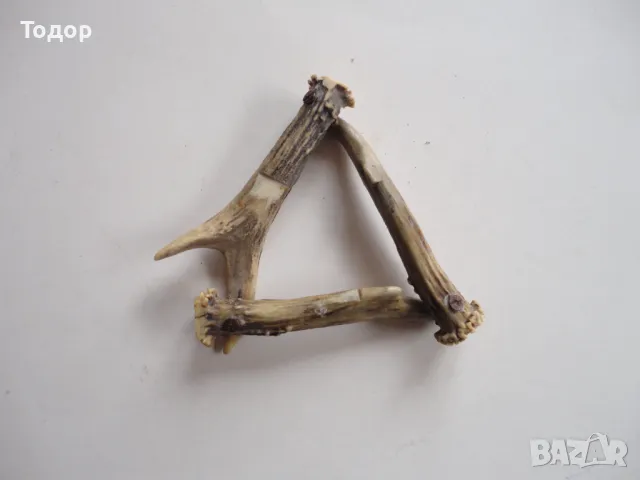 Рог рога 1, снимка 4 - Антикварни и старинни предмети - 50287849