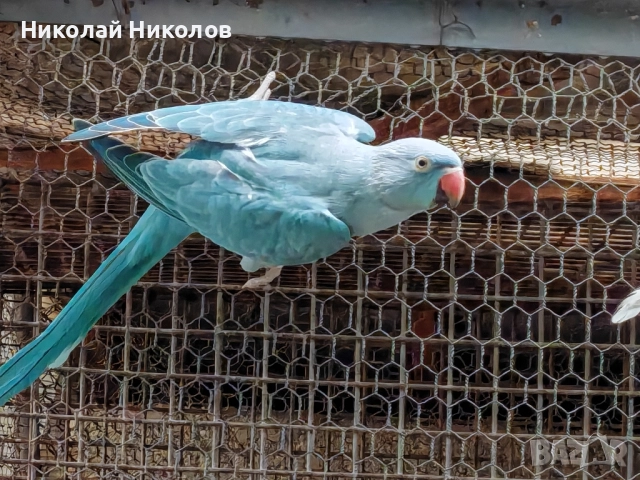 Малки александри, снимка 11 - Папагали - 51972524