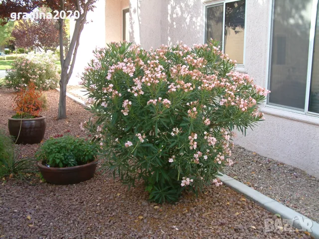 Олеандър - Зокум Налични 5 вида , снимка 8 - Разсади - 45967688