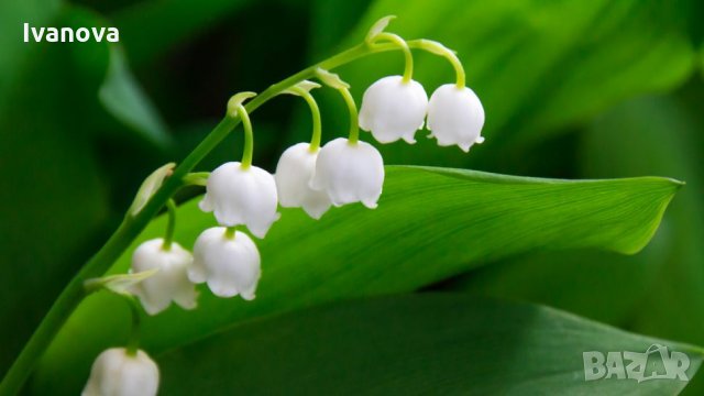 Предлагам корени Момина сълза