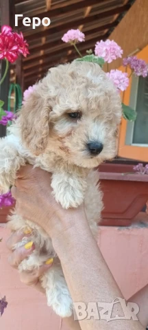 пудели лятна промоция , снимка 1