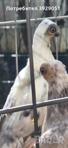 Продавам Будапещенски, снимка 2 - Гълъби - 53753986