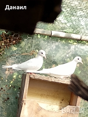 Сенегалски гугутки, снимка 7 - други­ - 51779307