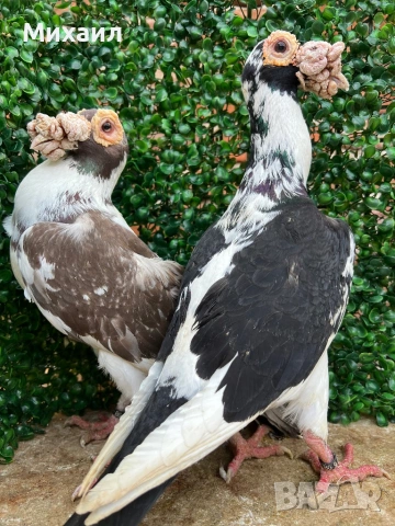 Кариери, Пощи Опал, снимка 4 - Гълъби - 53406856