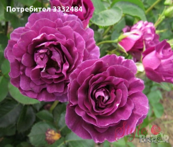Роза 18, снимка 2 - Градински цветя и растения - 36093226