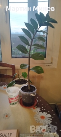 Замиокулкас замиофолия, снимка 2 - Стайни растения - 52134097