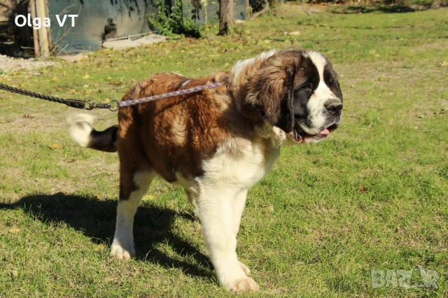 Санбернар на 7 месеца, снимка 5 - Санбернари - 52426616