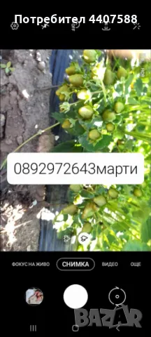 Разсад ягоди , снимка 13 - Разсади - 49726266