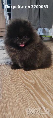 Померан мини мъжки.